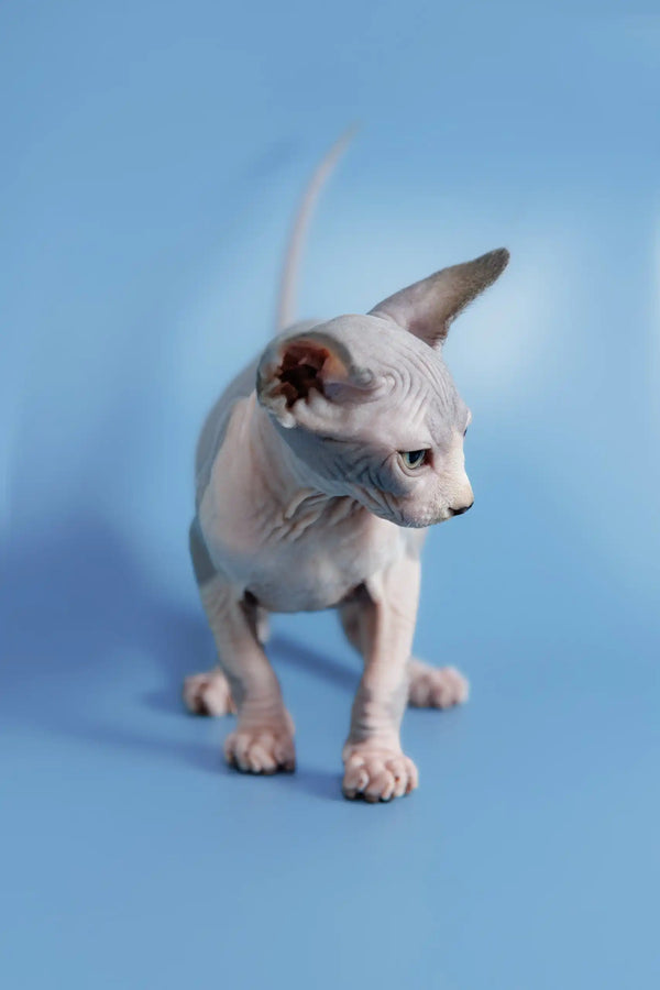 Cute Hairless Sphynx kitten with wrinkled skin and pointed ears from Frenk