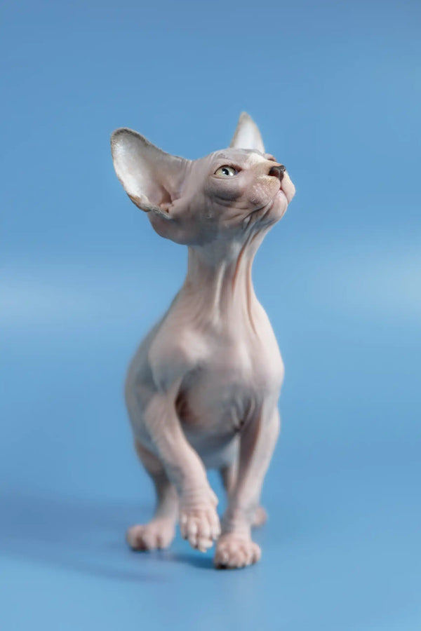 Hairless Sphynx cat alert and curious, perfect for Frenk | Canadian Sphynx Kitten