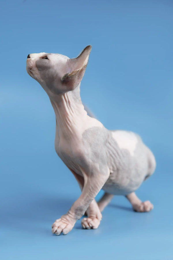 White hairless Sphynx cat with head tilted up, featured in Frenk Canadian Sphynx Kitten