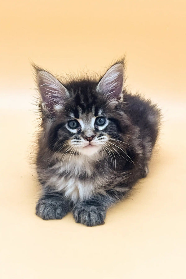 Fluffy gray tabby kitten from Frenk Maine Coon Kitten product collection