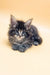 Fluffy gray tabby kitten from Frenk Maine Coon Kitten product line