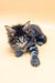 Gray tabby kitten featured in Frenk Maine Coon Kitten product lineup