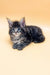 Gray tabby kitten playing with Frenk, the adorable Maine Coon Kitten product