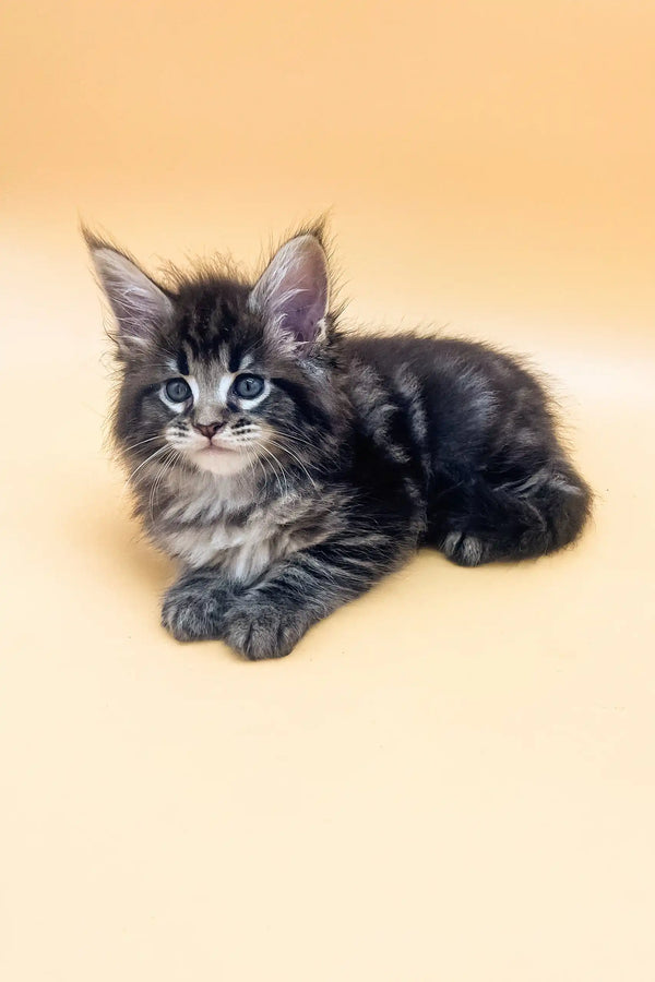 Gray tabby kitten playing with Frenk, the adorable Maine Coon Kitten product
