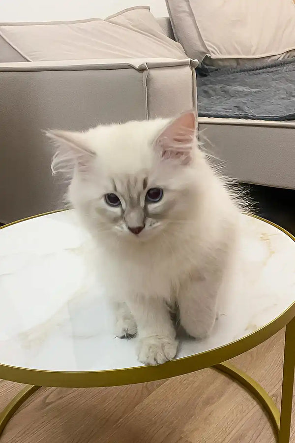 Fluffy white kitten from Fresh Siberian Kitten, perfect for cuddles and playtime