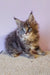 Fluffy gray Maine Coon kitten named Freta posing adorably for product display