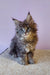 Fluffy gray Maine Coon kitten Freta with adorable tufted ears sitting cutely