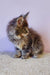 Fluffy gray kitten ready to charm in the Freta Maine Coon Kitten product