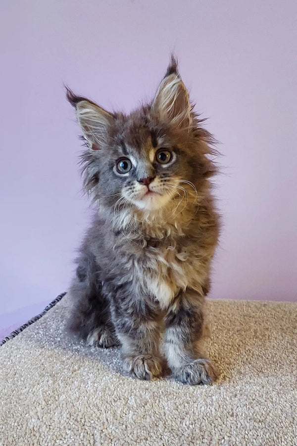 Fluffy gray Maine Coon kitten in the Freta | Maine Coon Kitten product display