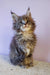 Fluffy gray Maine Coon kitten named Freta, adorable and playful