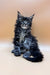 Fluffy gray and white Maine Coon kitten sitting upright, adorable Coon Kitten ready for fun