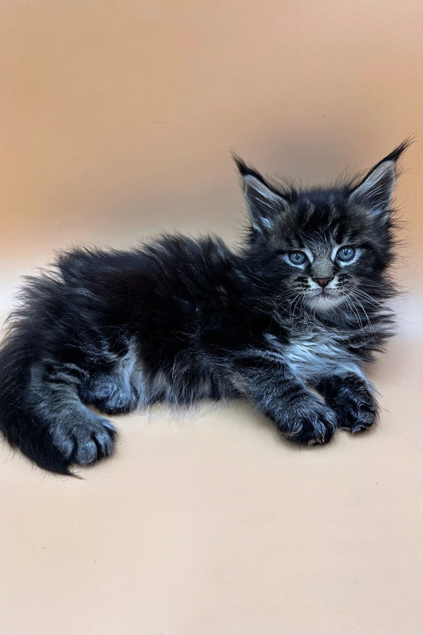 Fluffy gray Maine Coon kitten with alert blue eyes ready to be adopted