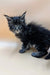 Fluffy black Maine Coon kitten with blue eyes and ear tufts, perfect for any cat lover