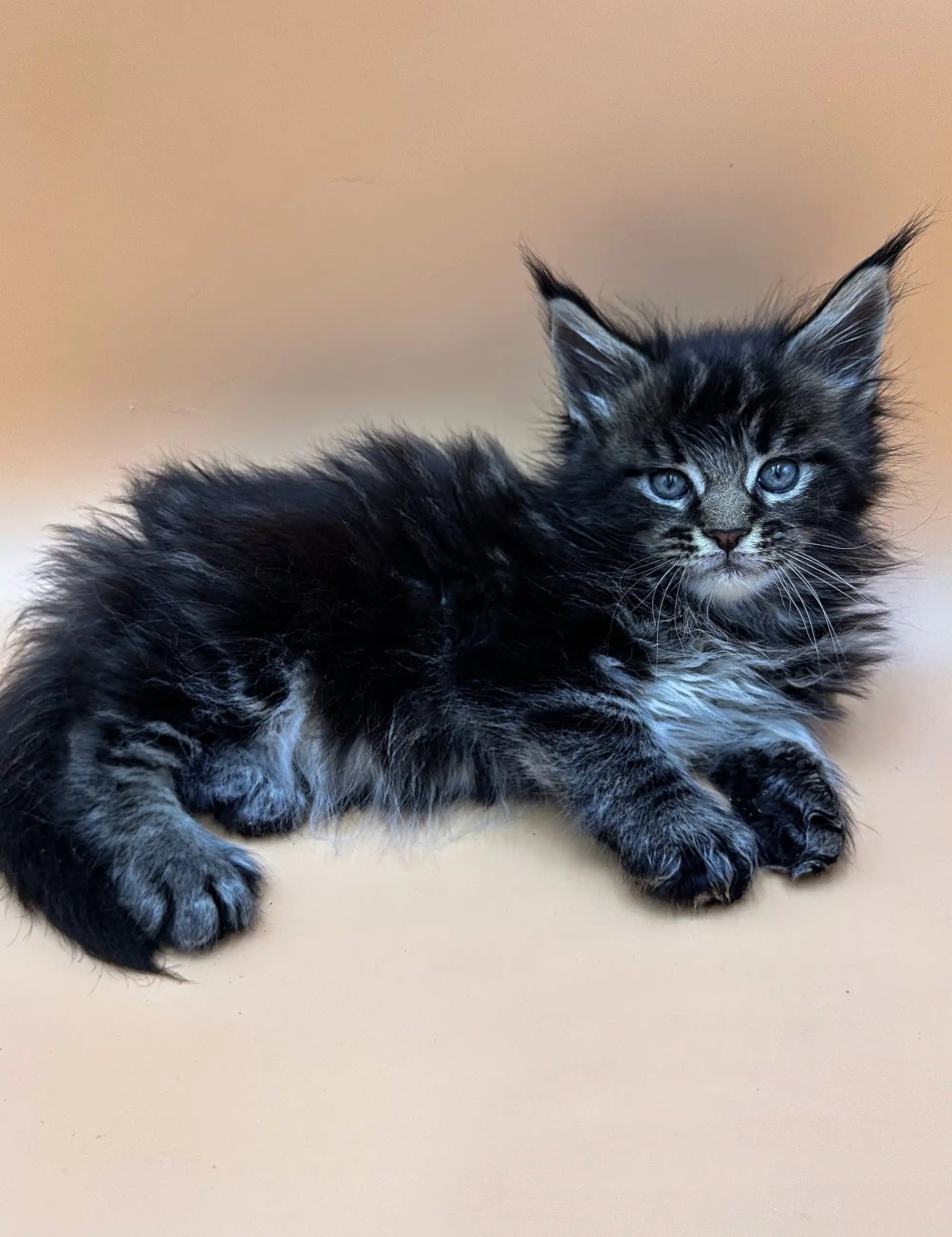 Maine Coon Kittens for Sale Frey | Kitten