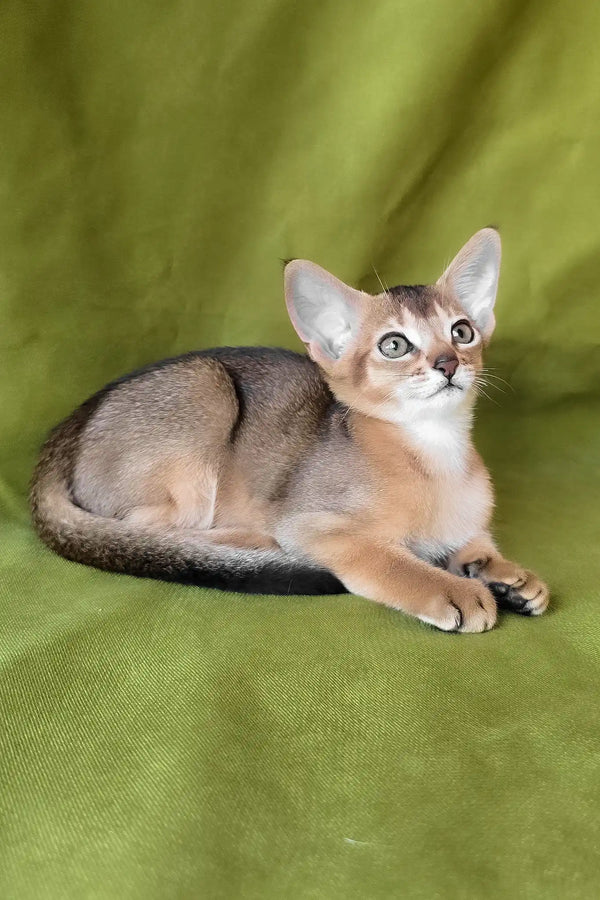 Freya | abyssinian kitten