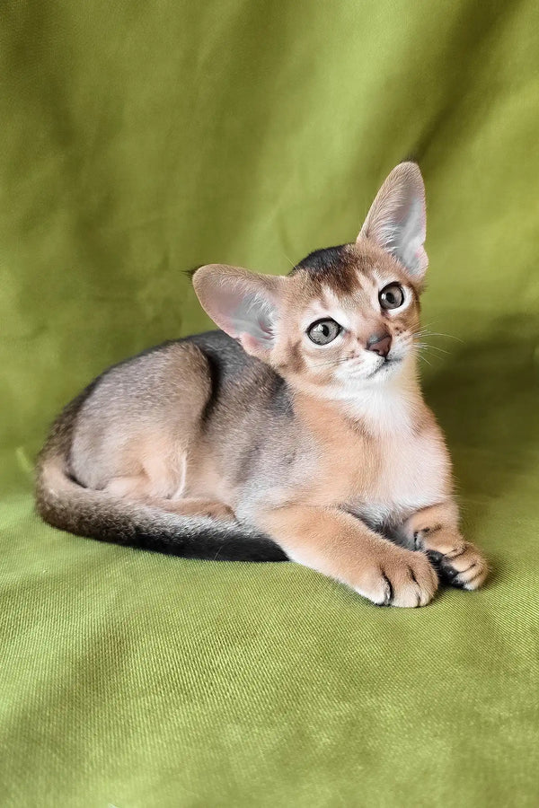 Freya | abyssinian kitten