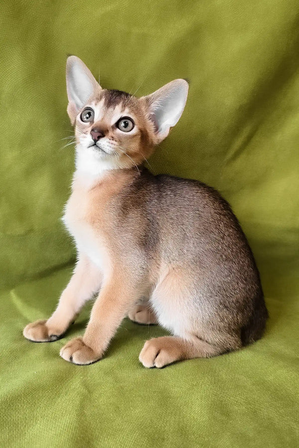 Freya | abyssinian kitten