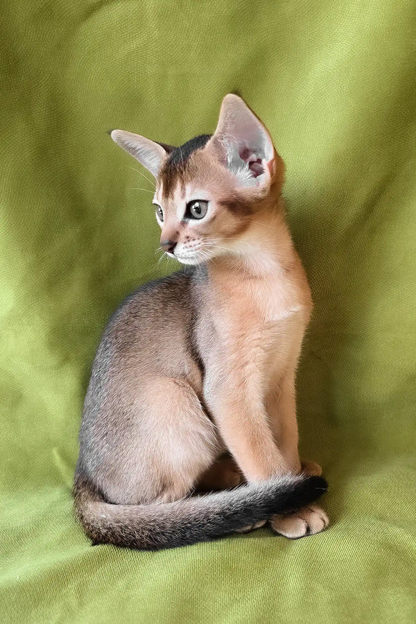 Freya | abyssinian kitten