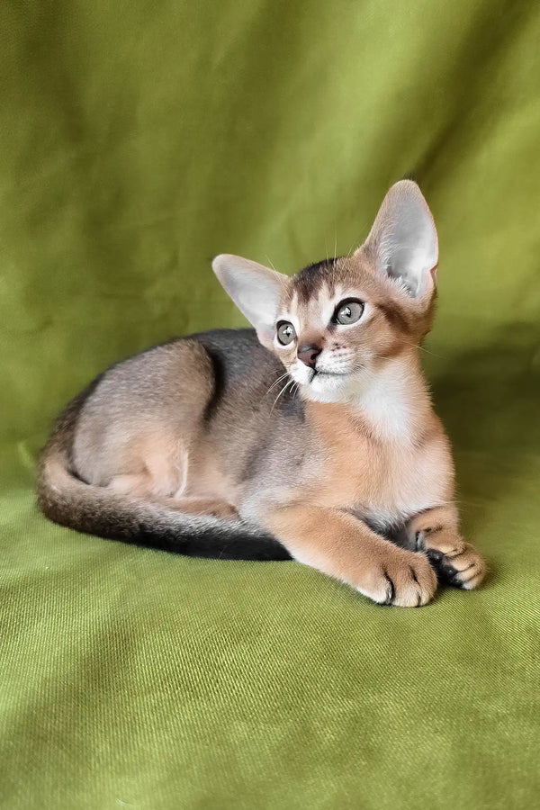 Freya | abyssinian kitten