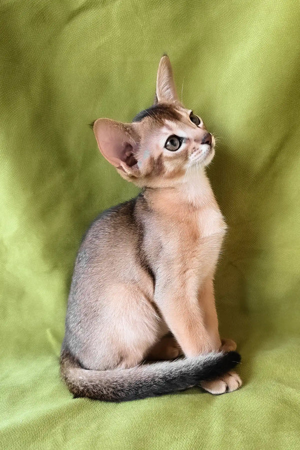 Freya | abyssinian kitten