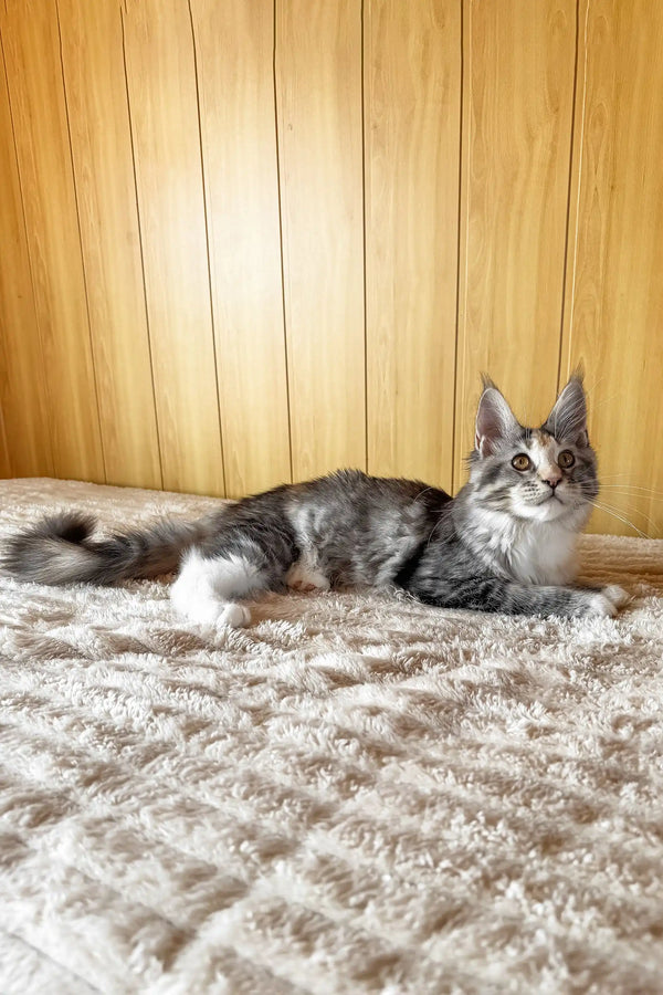 Freya | maine coon kitten