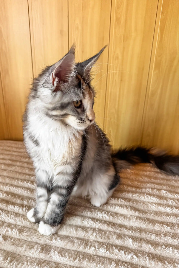 Freya | maine coon kitten