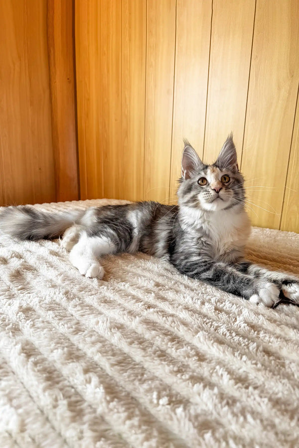 Freya | maine coon kitten