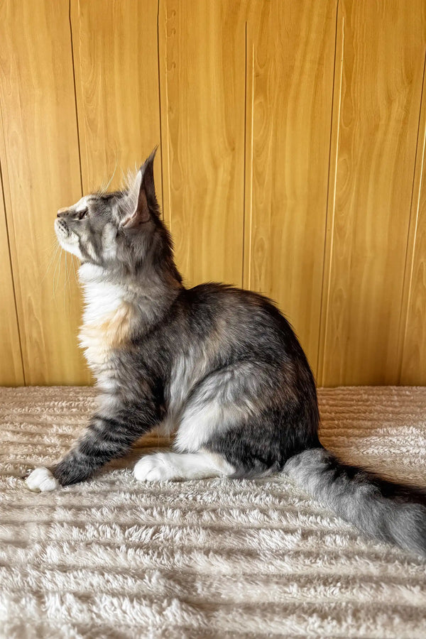 Freya | maine coon kitten