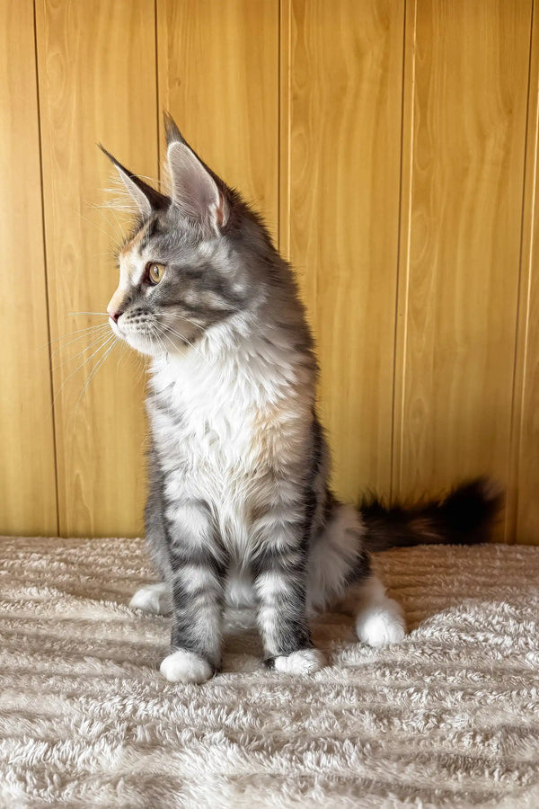 Freya | maine coon kitten