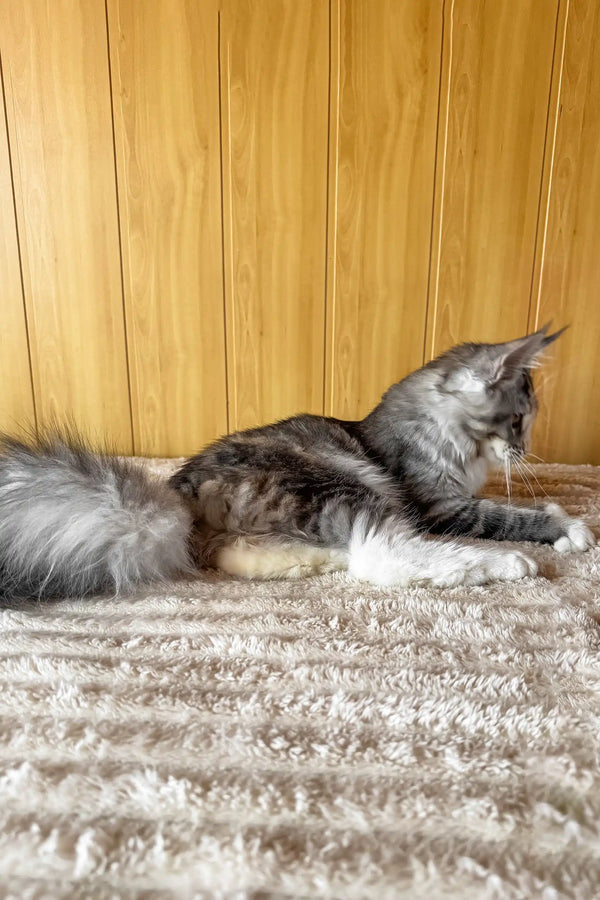 Freya | maine coon kitten