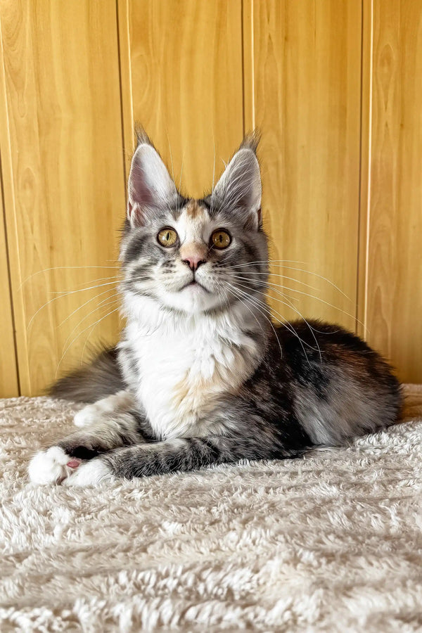 Freya | maine coon kitten