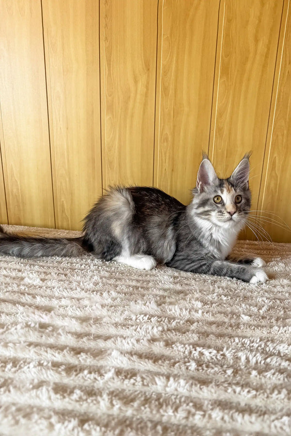 Freya | maine coon kitten