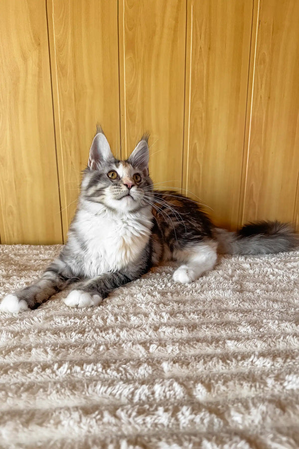 Freya | maine coon kitten