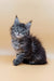 Fluffy gray Maine Coon kitten with bright blue eyes in Freya product display