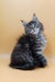 Fluffy gray Maine Coon kitten Freya with bright blue eyes sitting upright