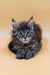 Fluffy gray Maine Coon kitten named Freya with striking blue eyes