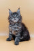 Fluffy gray Maine Coon kitten Freya with blue eyes and pointed ears looking adorable