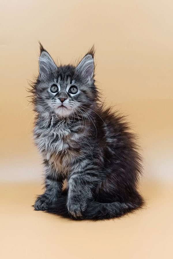 Fluffy gray Maine Coon kitten Freya with bright blue eyes ready for adoption