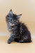 Fluffy gray Maine Coon kitten Freya with bright blue eyes looking adorable