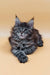 Fluffy grey Maine Coon kitten Freya with bright blue eyes and cute ear tufts