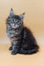 Fluffy grey Maine Coon kitten Freya with bright blue eyes, ready for a new home