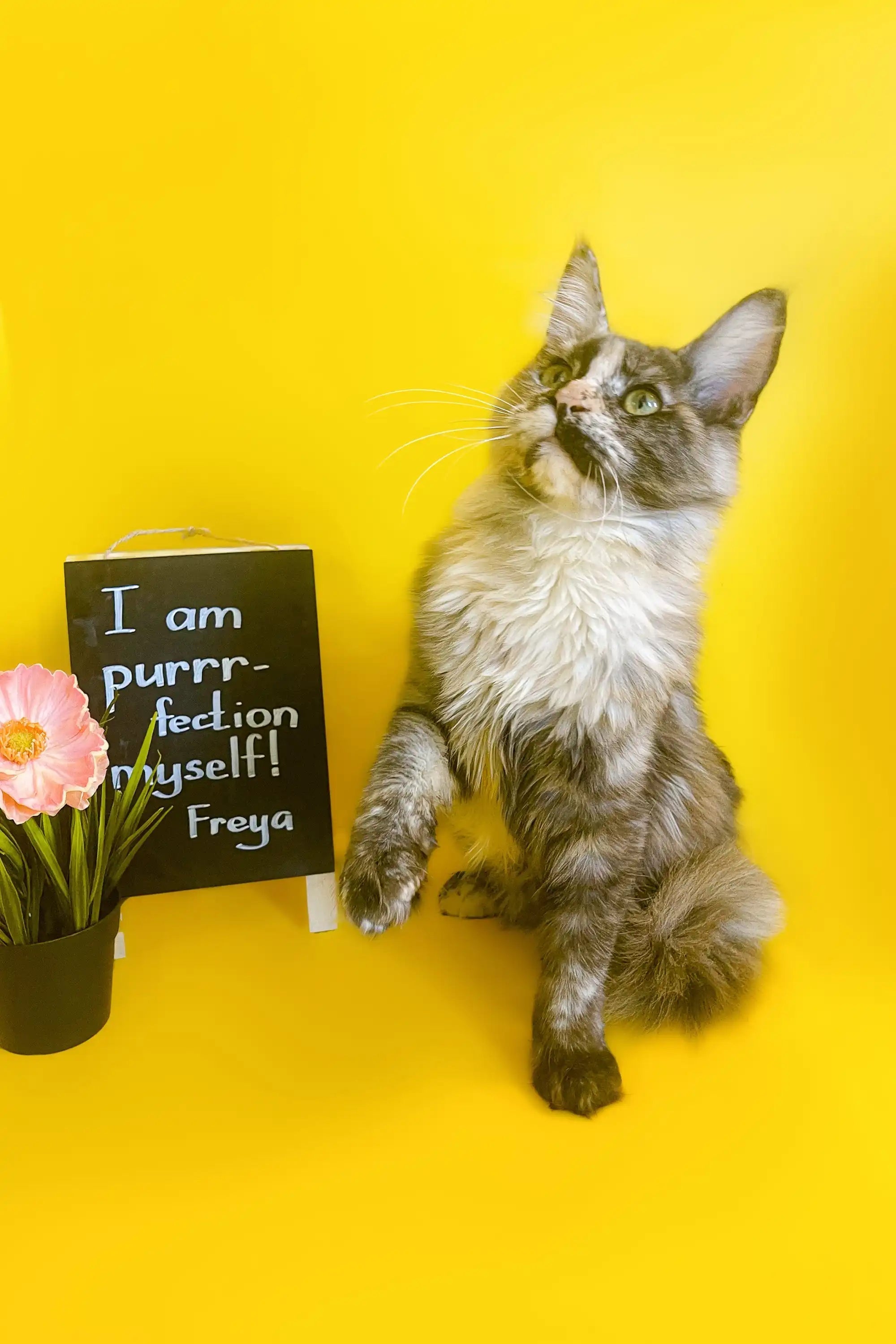Maine Coon Kittens for Sale Freya | Kitten