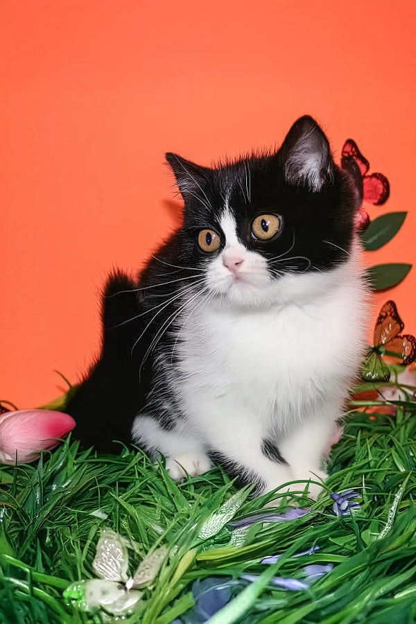 Freydis | british shorthair kitten