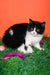Freydis | british shorthair kitten