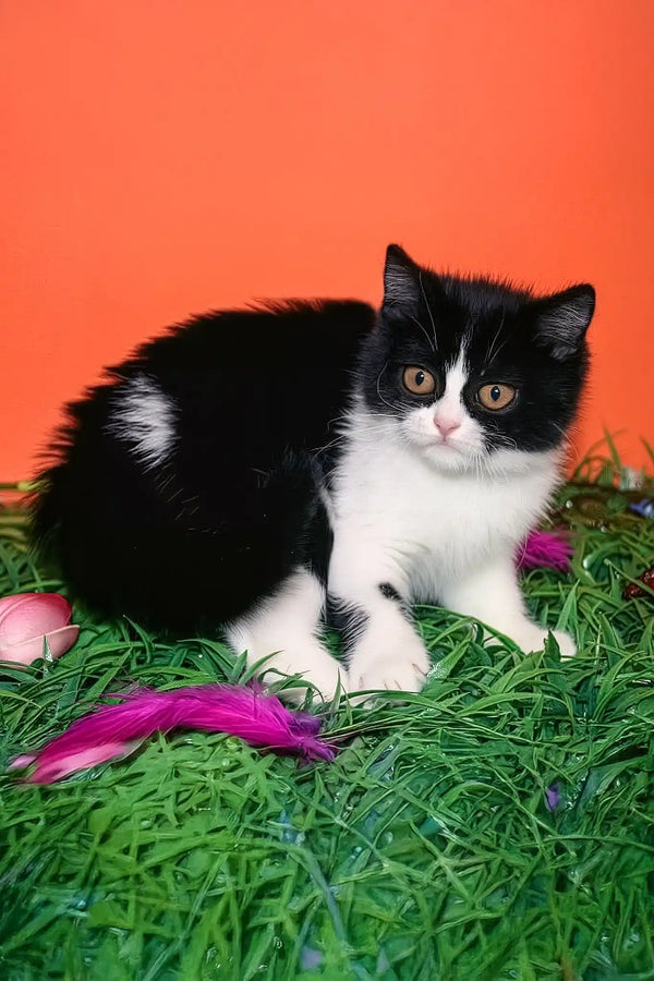 Freydis | british shorthair kitten