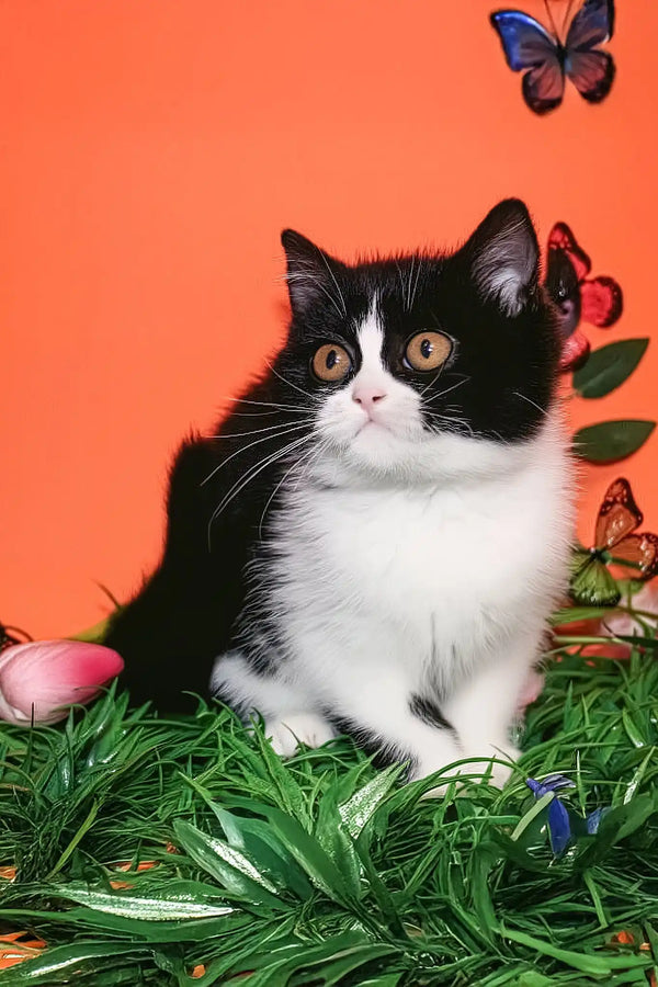 Freydis | british shorthair kitten