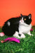 Freydis | british shorthair kitten