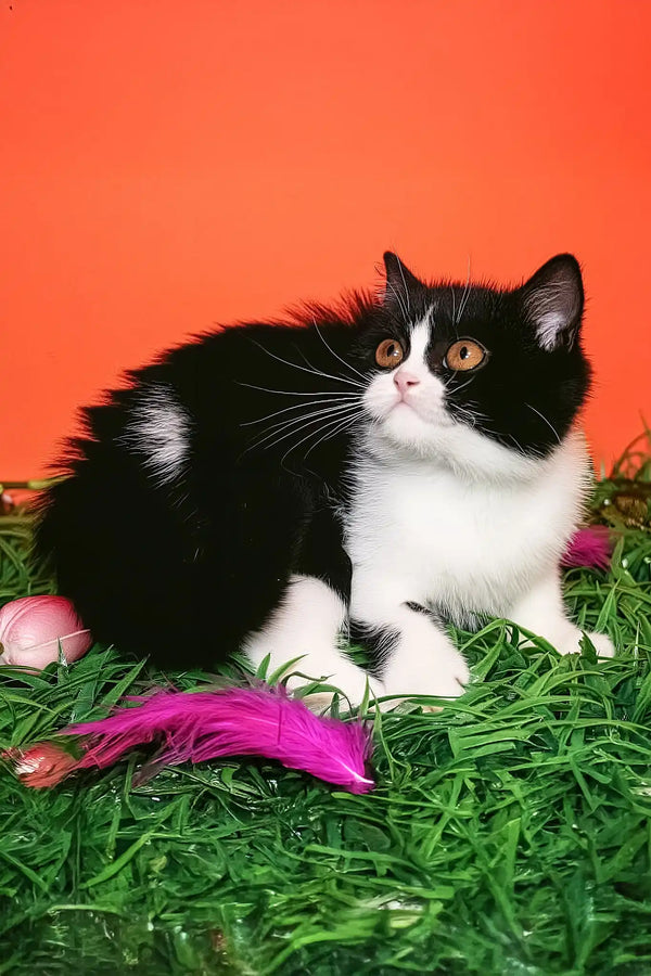 Freydis | british shorthair kitten