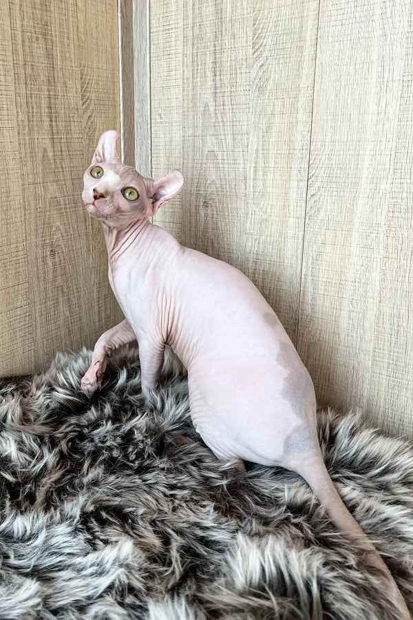 Adorable Hairless Sphynx cat Frida, the cute Elf Sphynx Kitten ready for cuddles