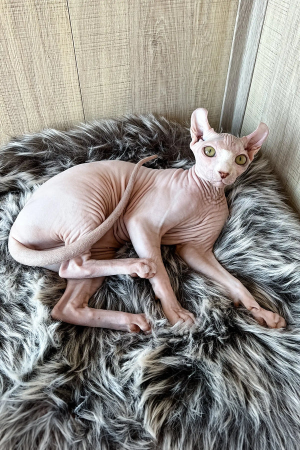 Hairless cat Frida the Elf Sphynx Kitten relaxing in a cozy spot